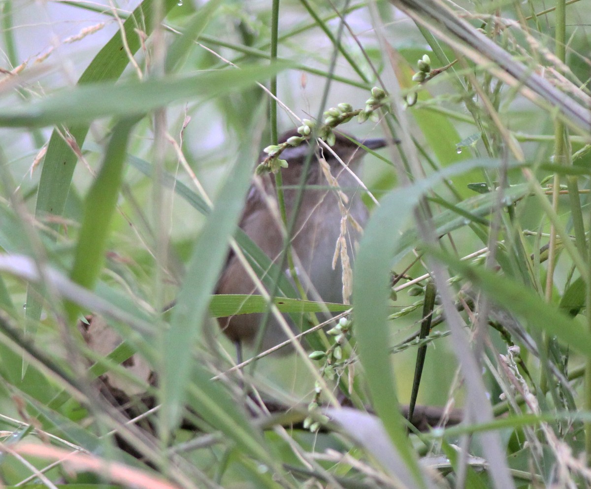 Marsh Wren - ML264972911