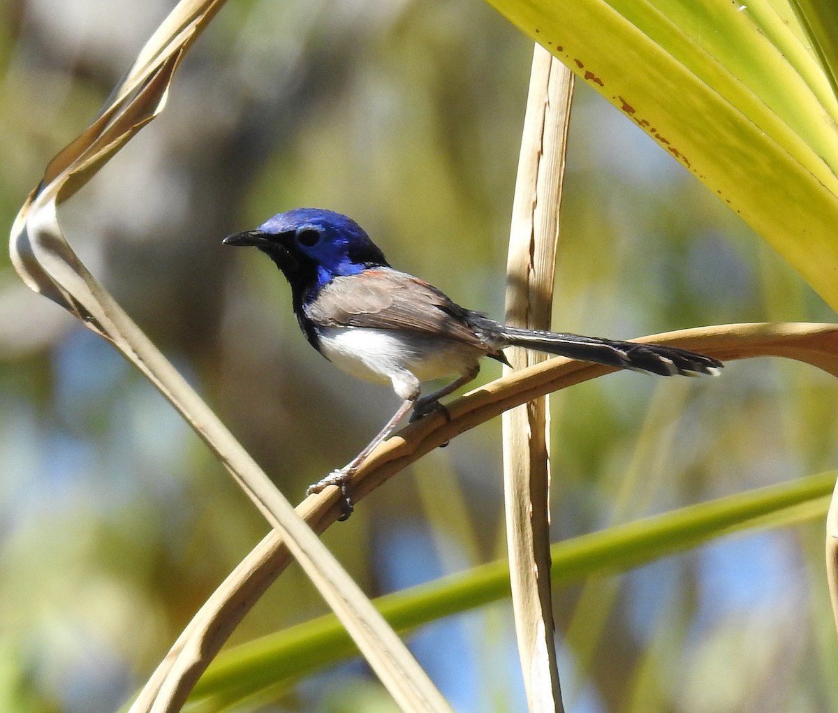 Purple-backed Fairywren (Lavender-flanked) - ML264973561