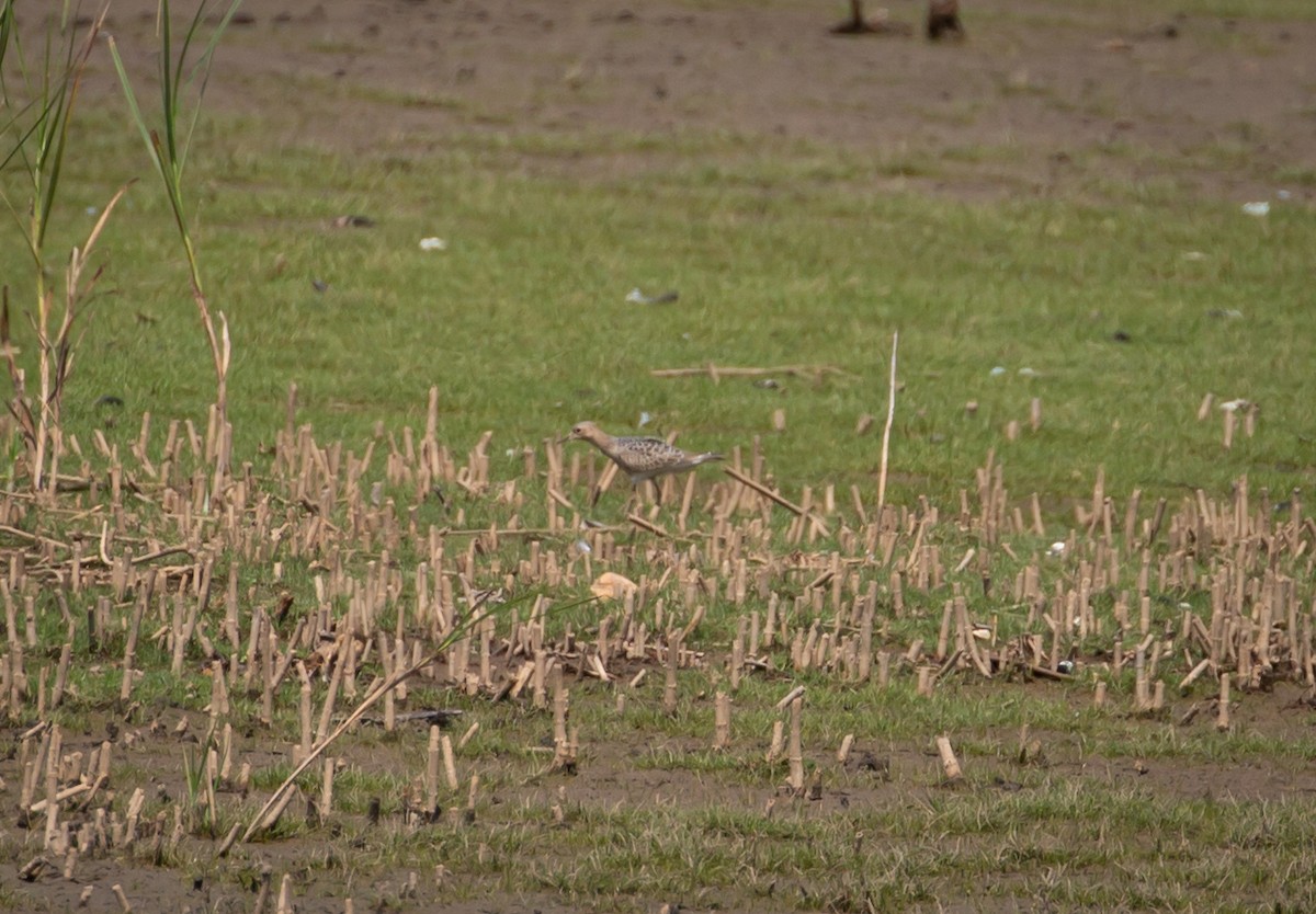 Buff-breasted Sandpiper - ML264974121