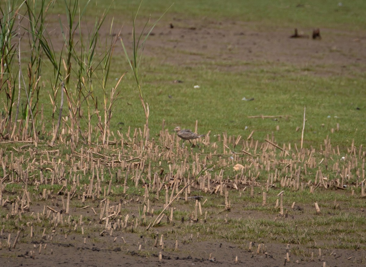 Buff-breasted Sandpiper - ML264974131