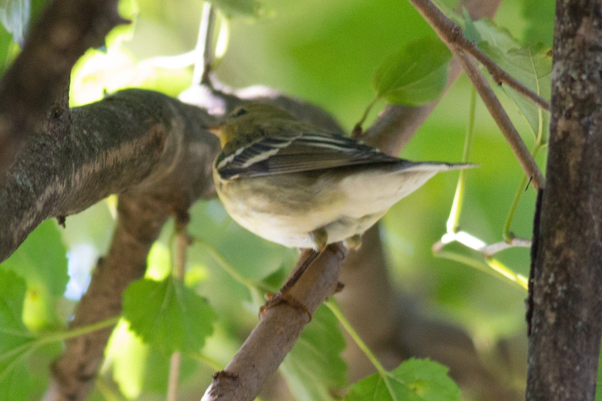 Blackpoll Warbler - ML264974181