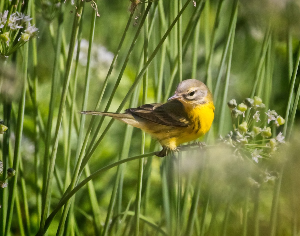 Prairie Warbler - Laura Goggin