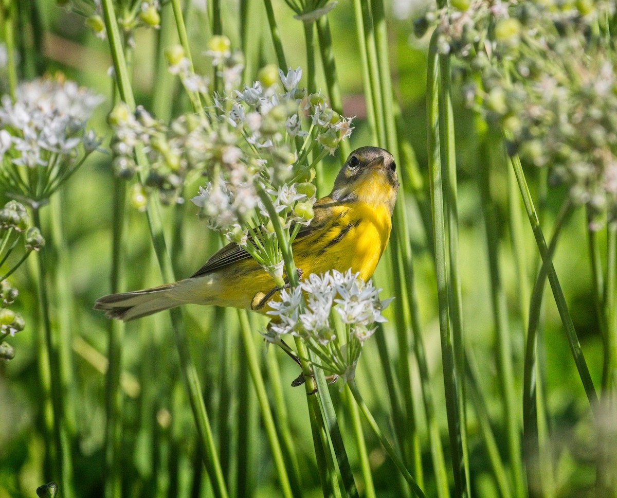 Prairie Warbler - Laura Goggin