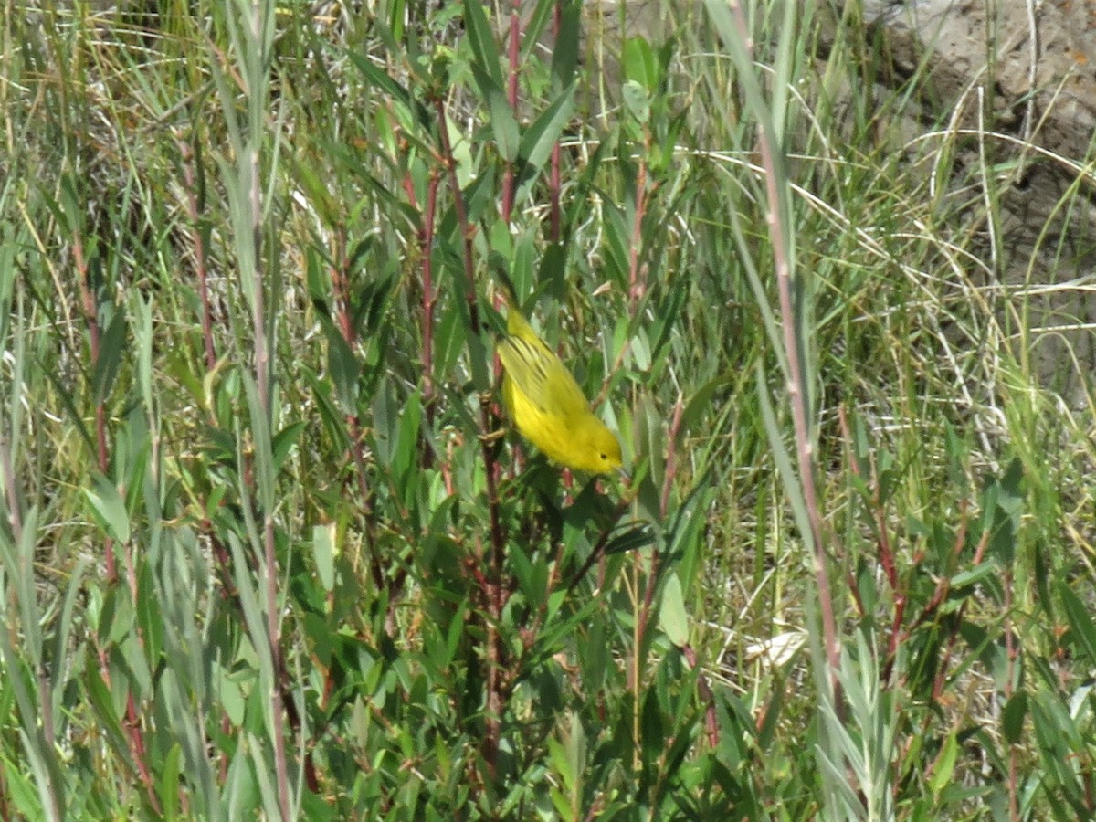Yellow Warbler (Northern) - ML264974911