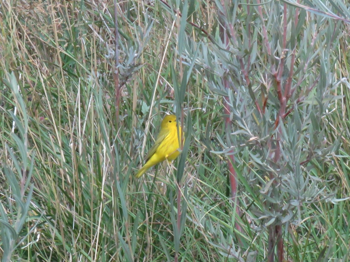 Yellow Warbler (Northern) - ML264974921