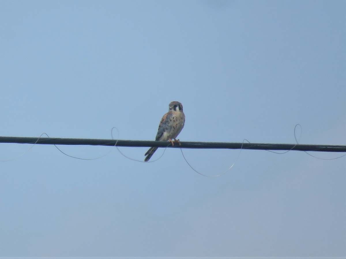 American Kestrel - ML264975041