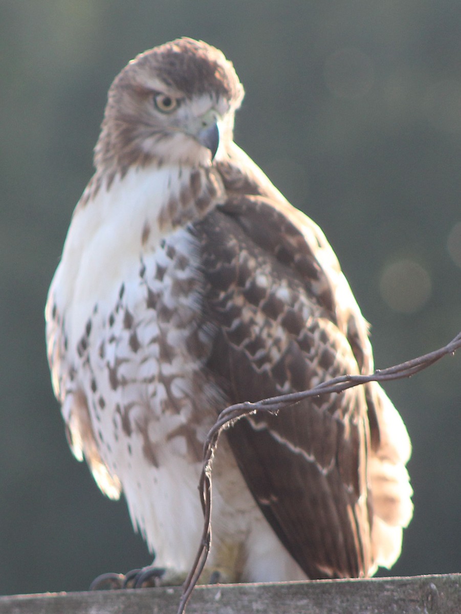 Red-tailed Hawk - John Martin