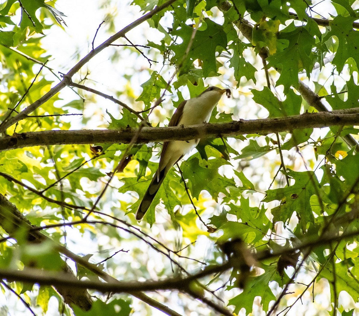 Yellow-billed Cuckoo - ML264976141