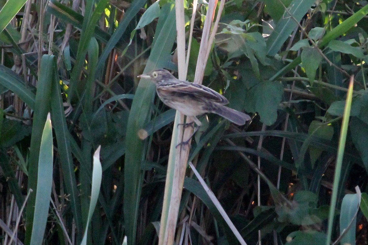 Spectacled Tyrant - Suzanne Vargas