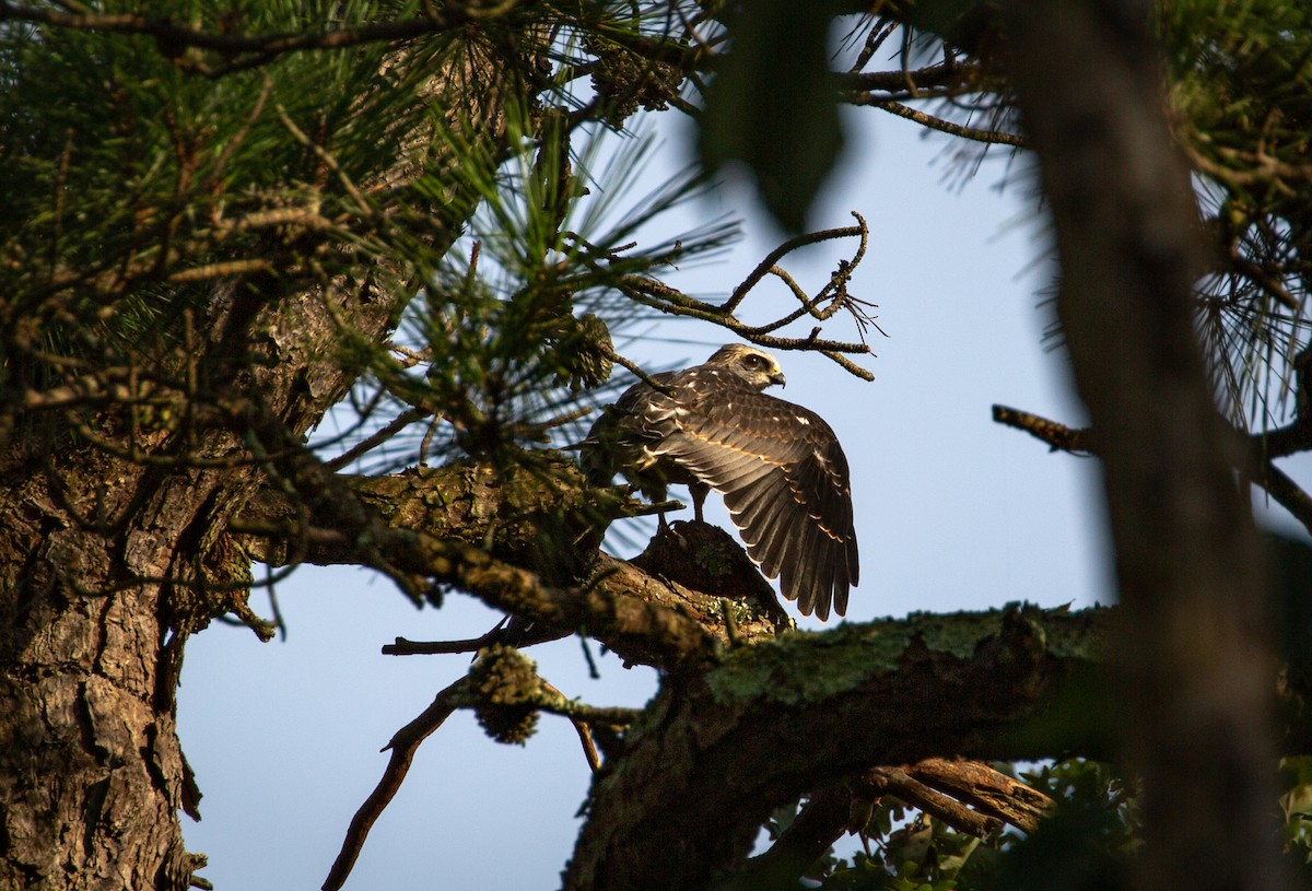 Mississippi Kite - ML264977231