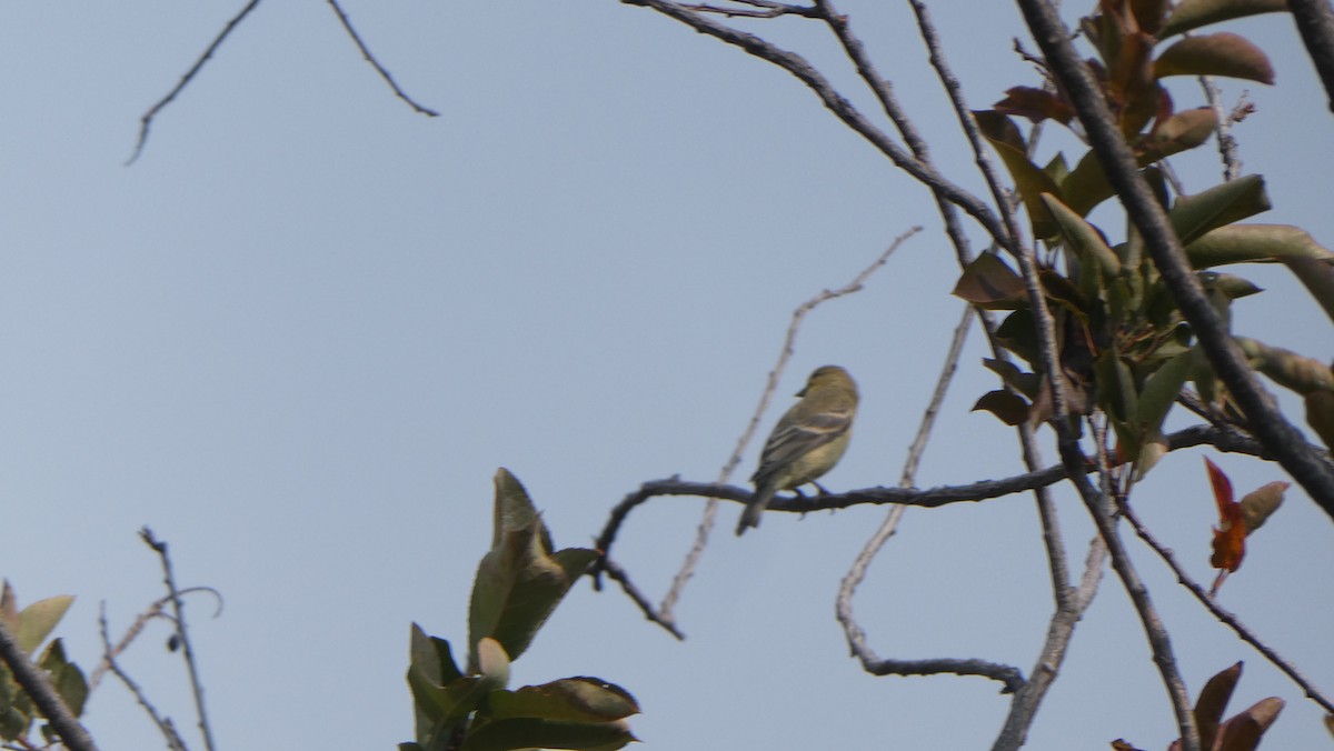 Lesser Goldfinch - Alaena H.