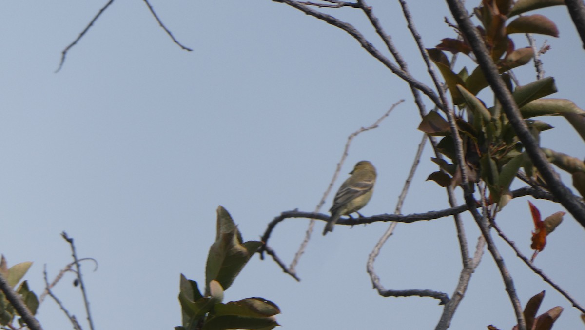 Lesser Goldfinch - ML264977921