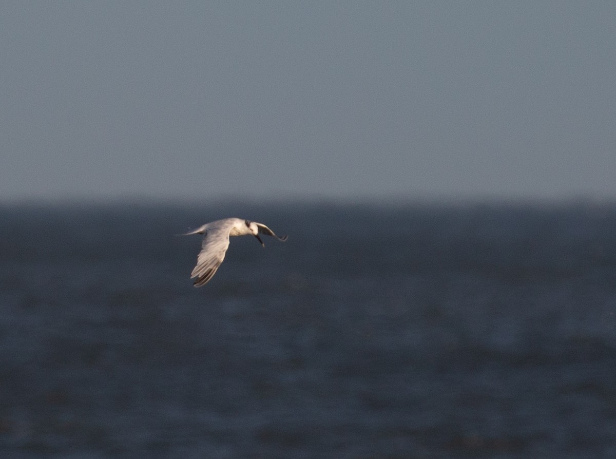 Sandwich Tern - ML264978211