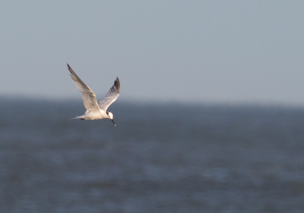 Sandwich Tern - ML264978221