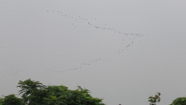 Glossy Ibis - ML264979341