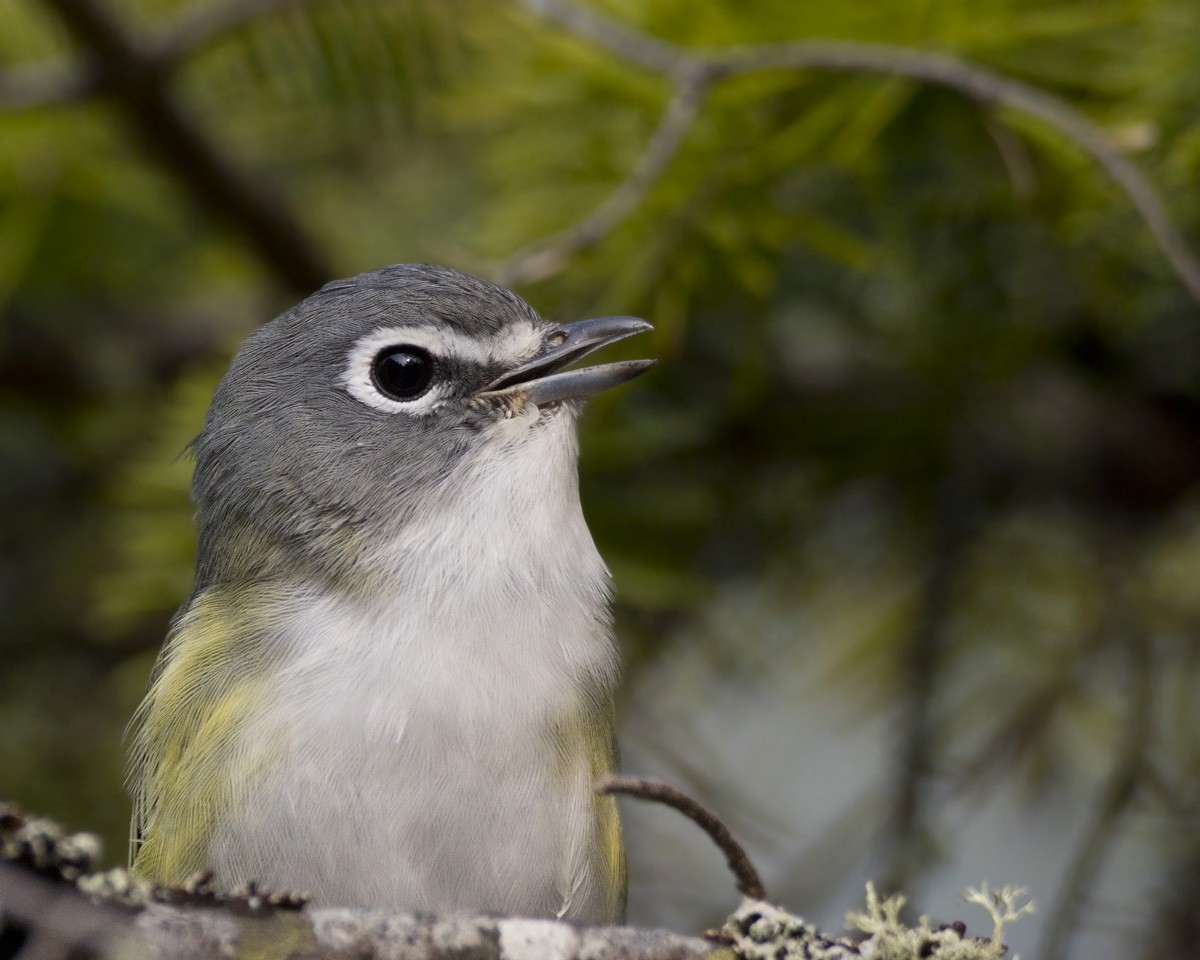 Blue-headed Vireo - ML264979991