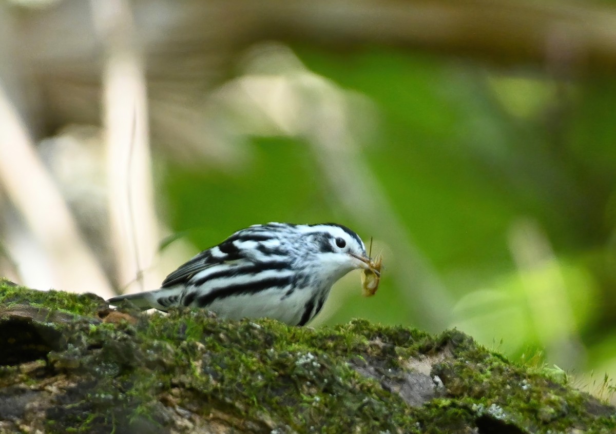 Black-and-white Warbler - ML264980091