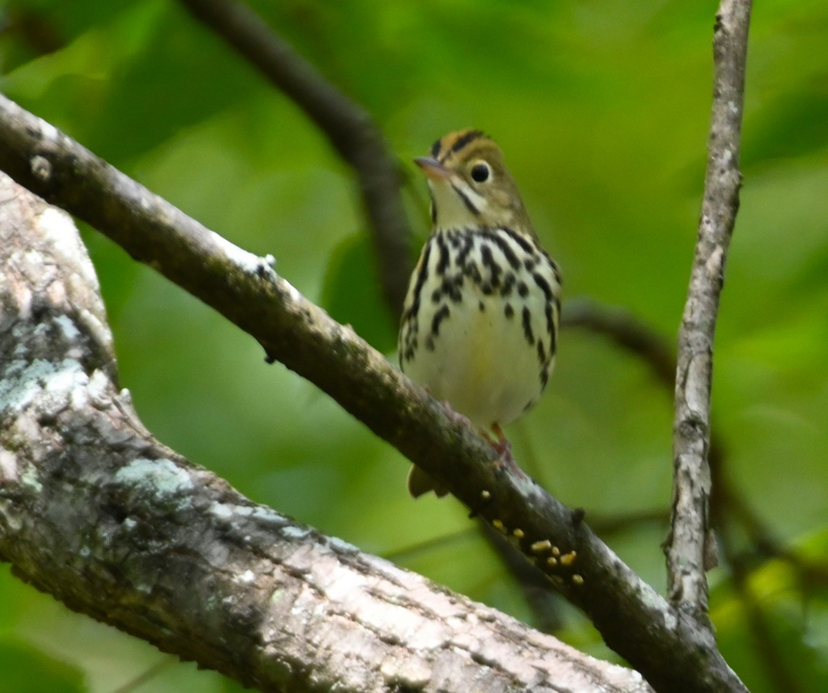 Ovenbird - ML264980181