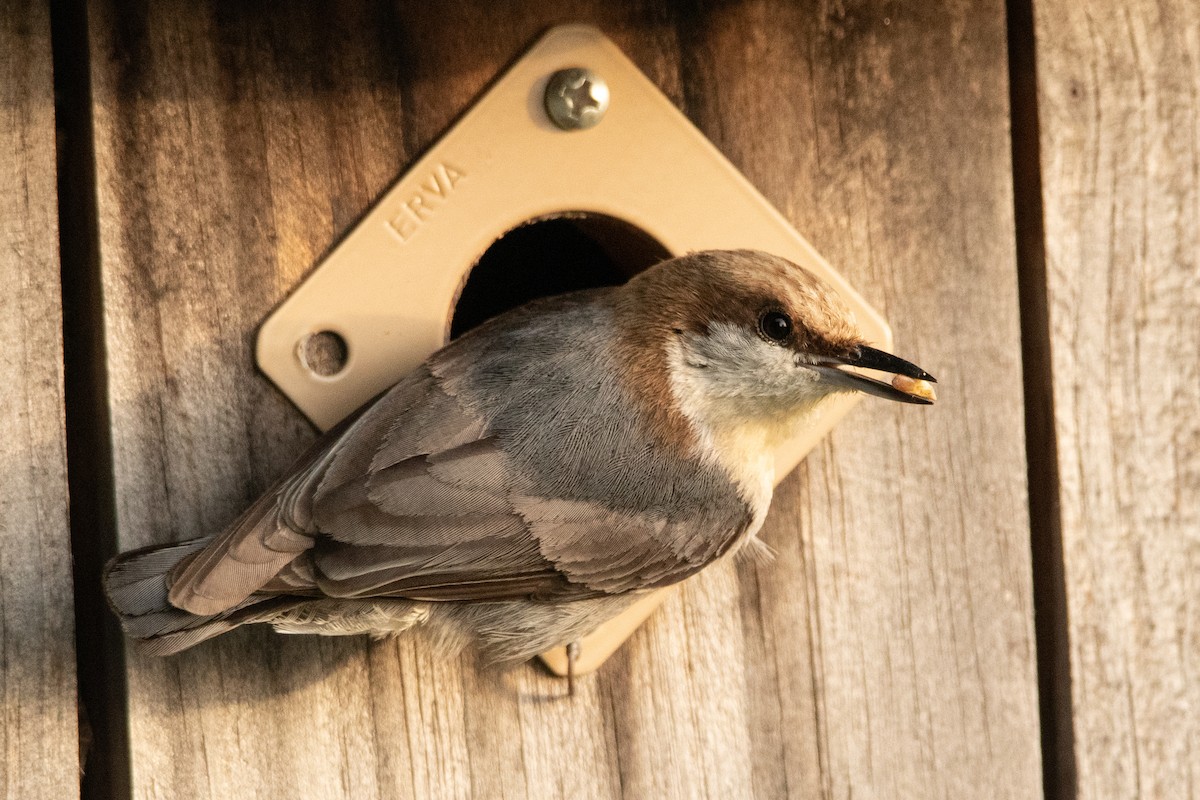 Brown-headed Nuthatch - ML264980261