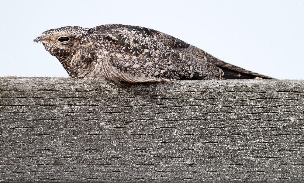 Common Nighthawk - Greg Wagner