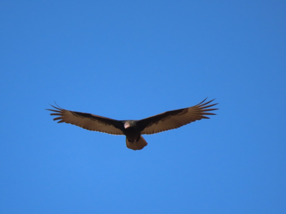 Turkey Vulture - Long-eared Owl