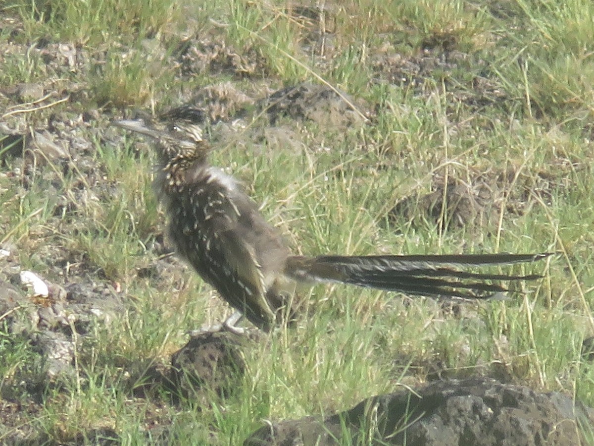 Greater Roadrunner - ML264982751