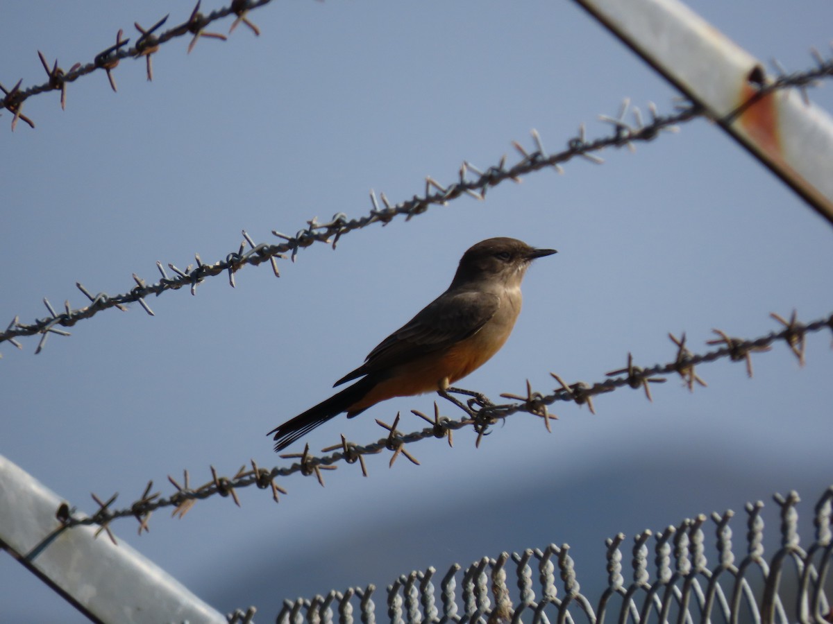 Say's Phoebe - ML264983211