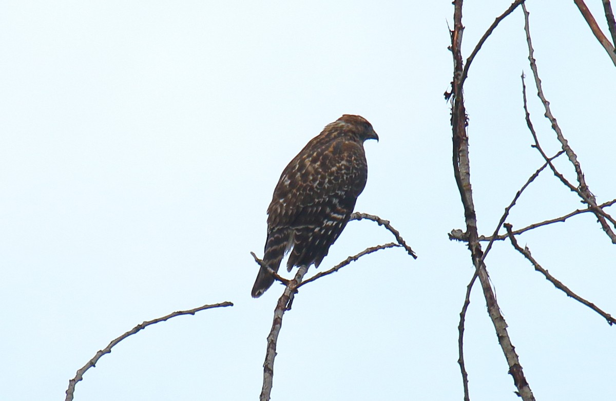 Red-shouldered Hawk - ML264983761