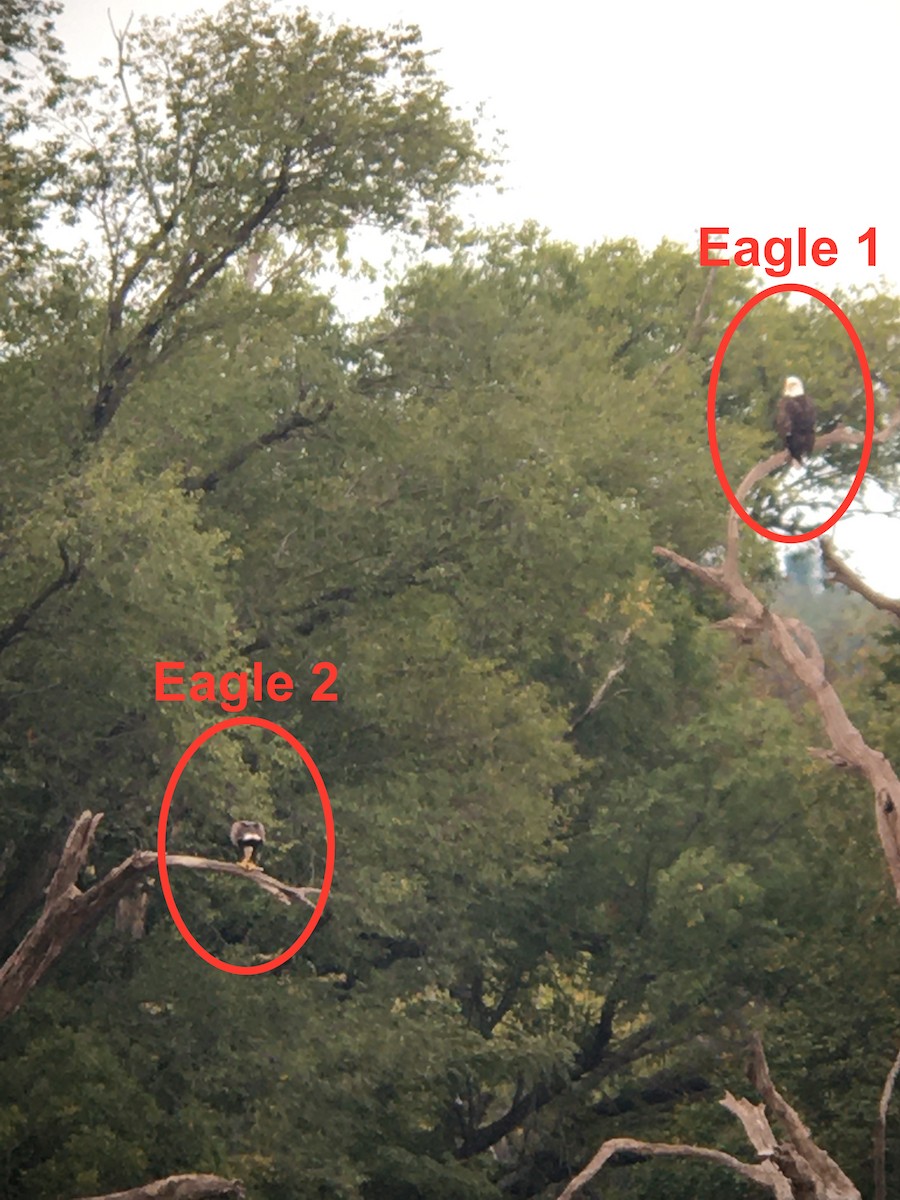 Bald Eagle - ML264985871