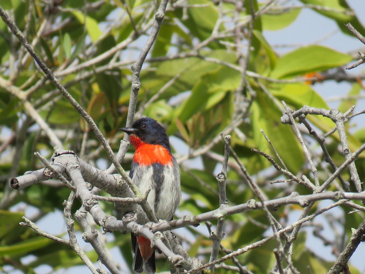 Picaflores Golondrina - ML264986051