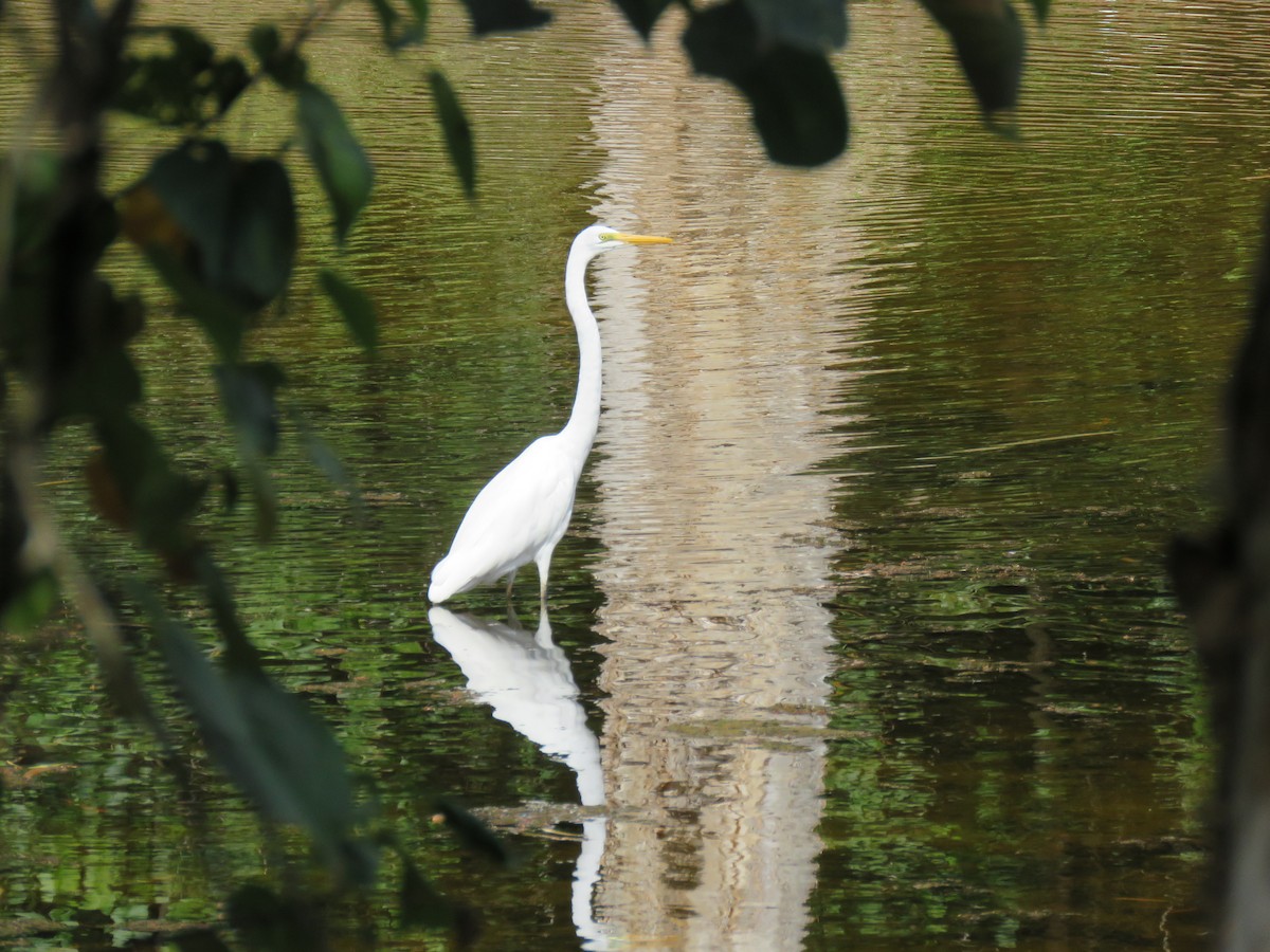 Great Egret - Wendy Shanley