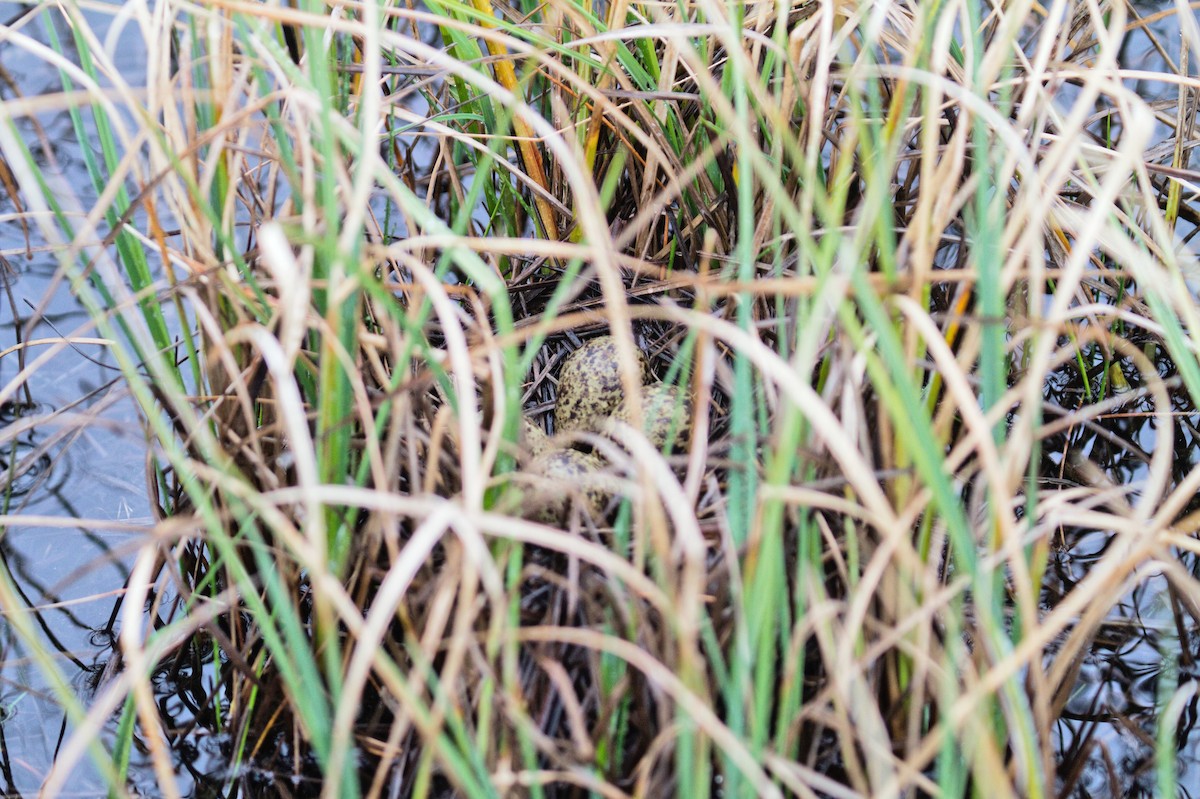 Red-necked Phalarope - ML264987111