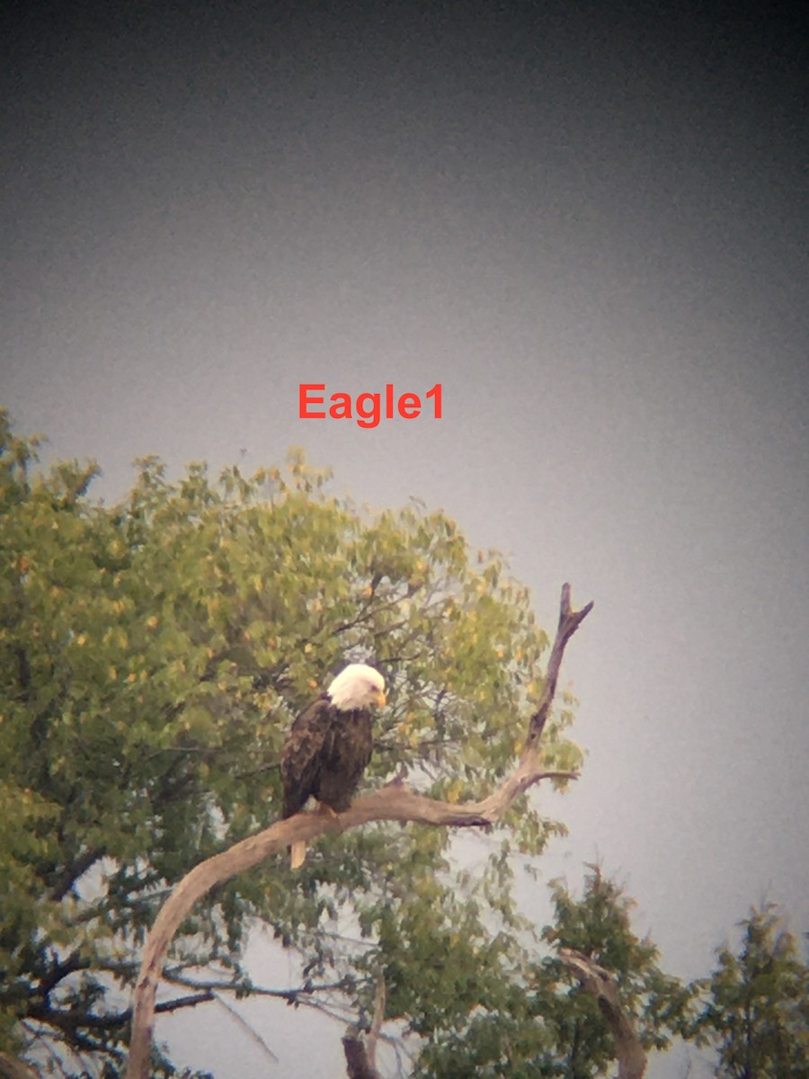 Bald Eagle - ML264988481