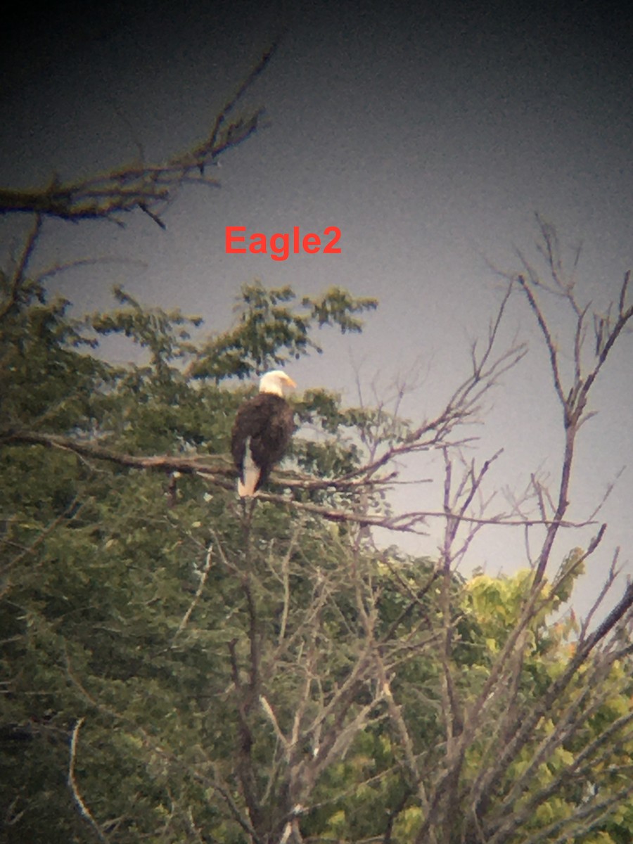 Bald Eagle - ML264988521