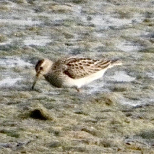 Pectoral Sandpiper - Lois Rockhill