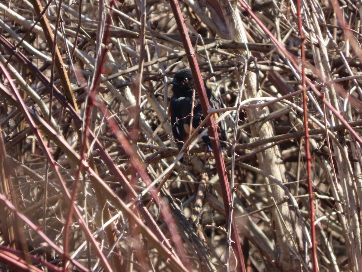 Eastern Towhee - ML264988781