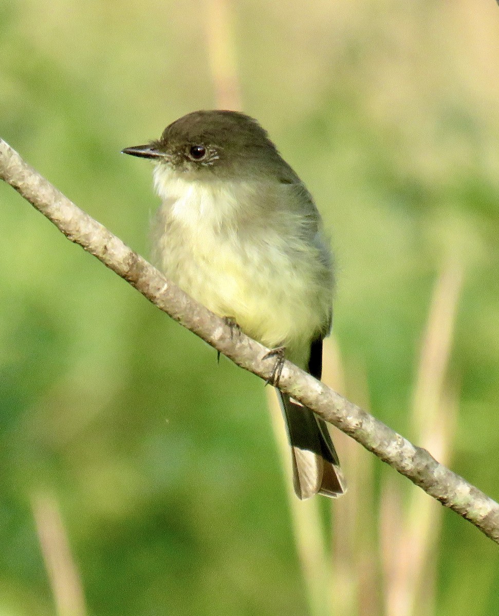 Eastern Phoebe - Jean Spaans