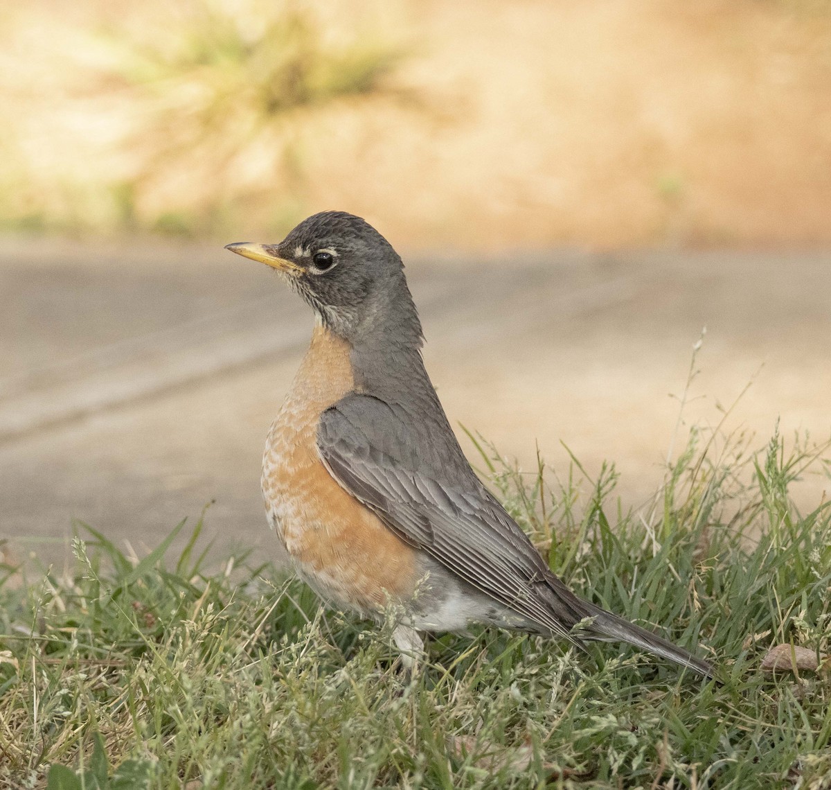 American Robin - ML264988961