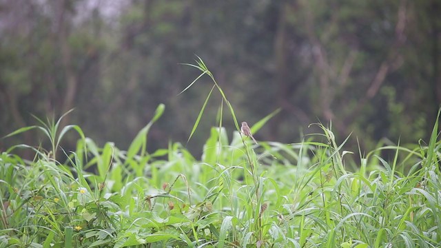 Prinia Sencilla - ML264989231