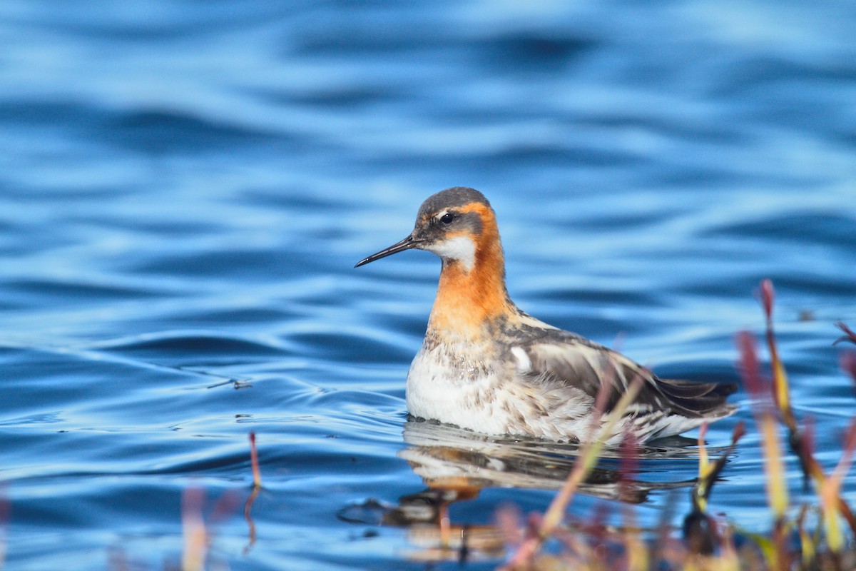 Red-necked Phalarope - ML264991621