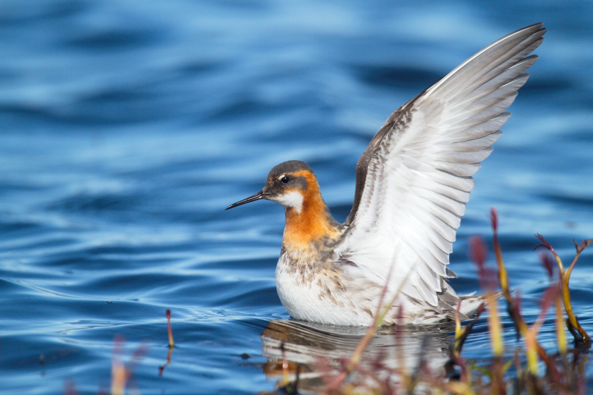 Red-necked Phalarope - ML264991631