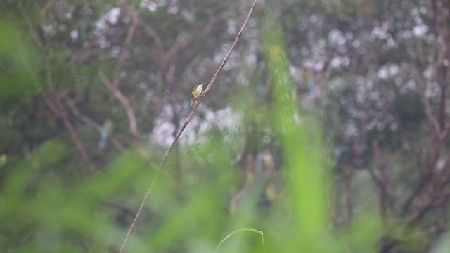 Prinia Cenicienta - ML264992601