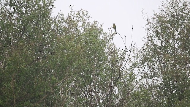 Abejaruco Coliazul - ML264993281