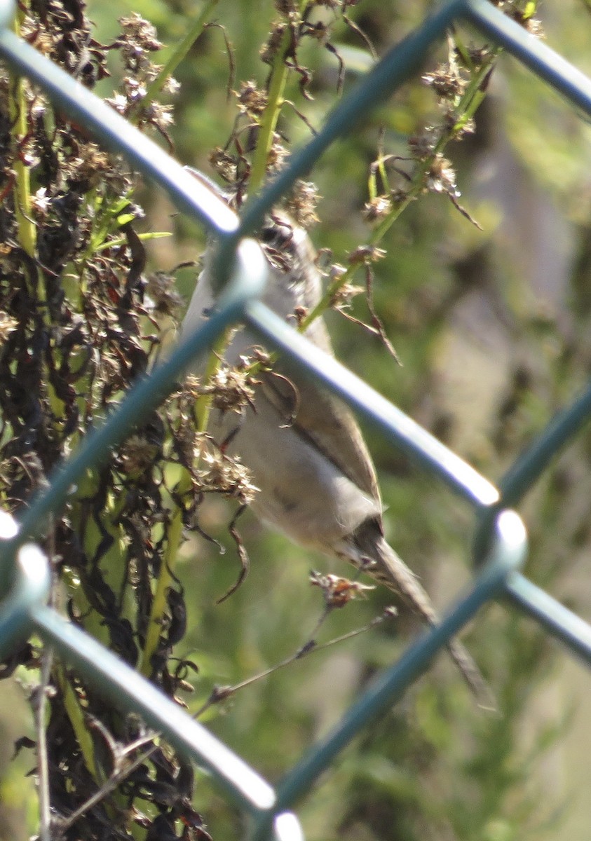 Bewick's Wren - Thomas Wurster