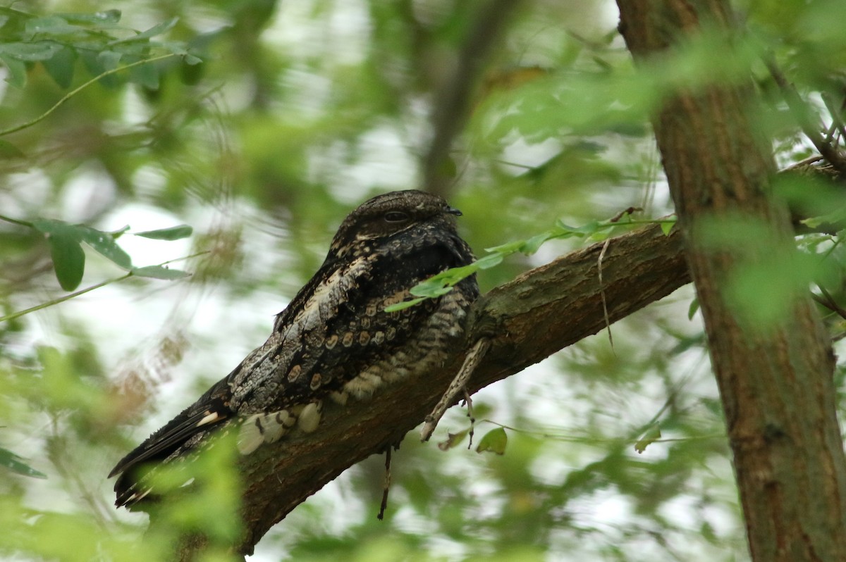 Gray Nightjar - Tong Mu