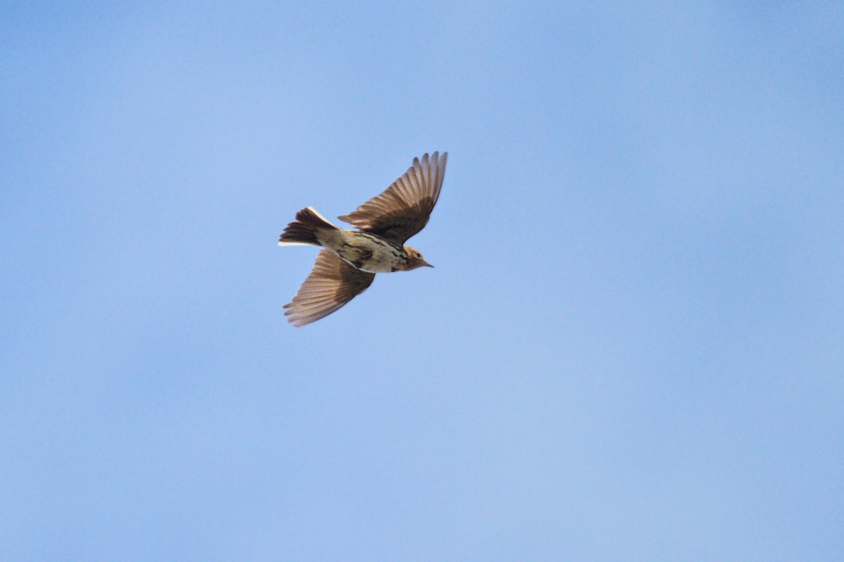 Red-throated Pipit - Don-Jean Léandri-Breton