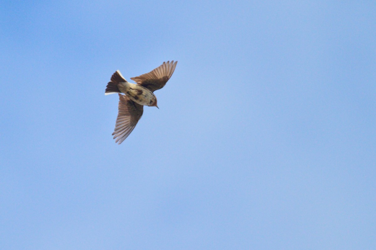 Red-throated Pipit - Don-Jean Léandri-Breton