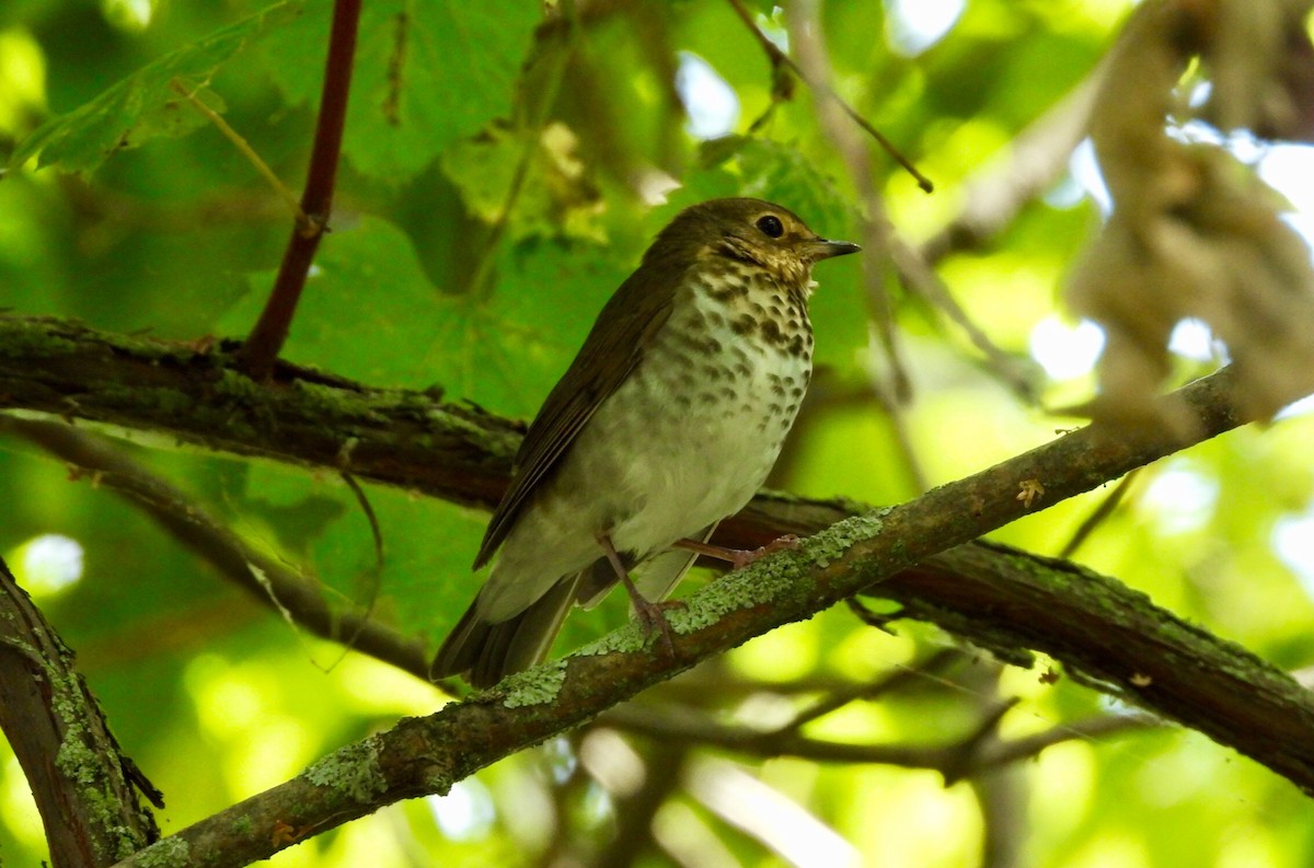 Swainson's Thrush - ML264995491
