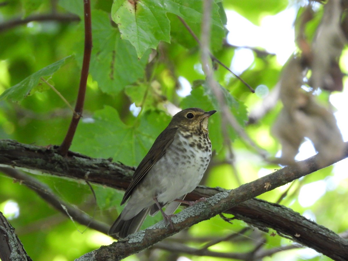 Swainson's Thrush - ML264995501