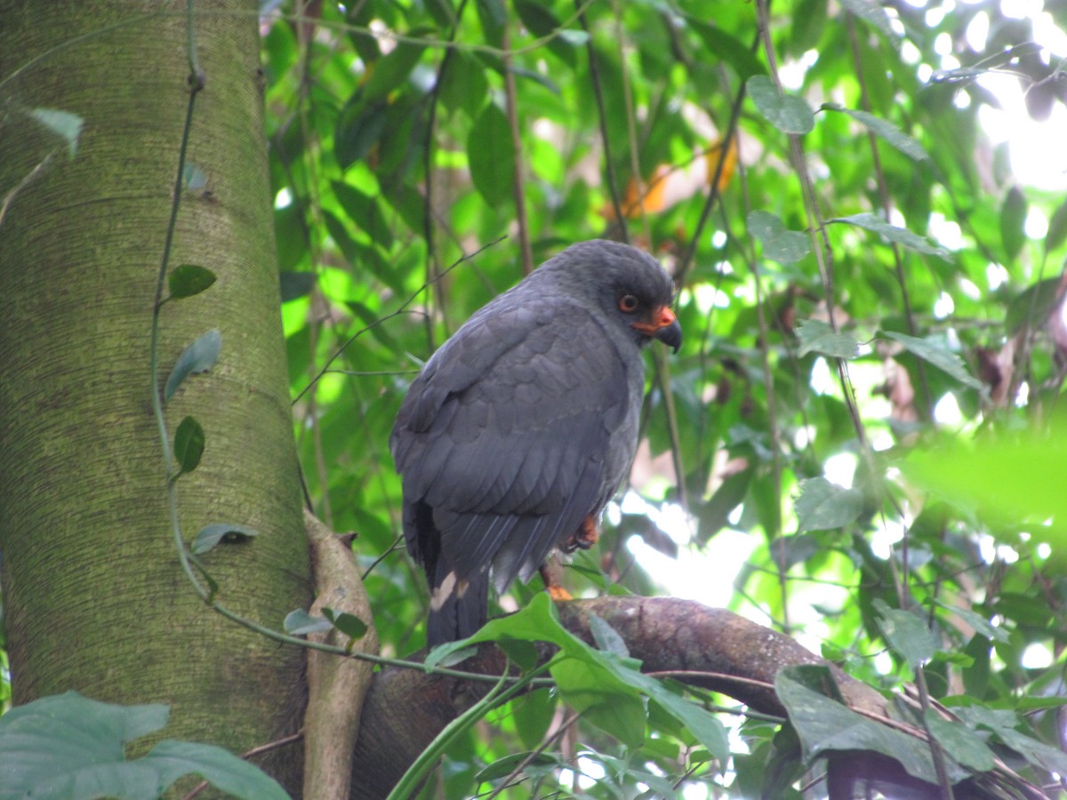 Plumbeous Hawk - Edwin Campbell - www.whitehawkbirding.com